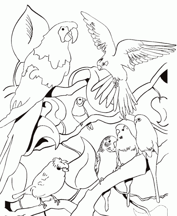 Aves para pintar - Imagui Aves para pintar - Imagui