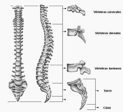 Lectura INTEGRATIVA de ´meridianos´ y ´VÉRTEBRAS´ en relación con ...
