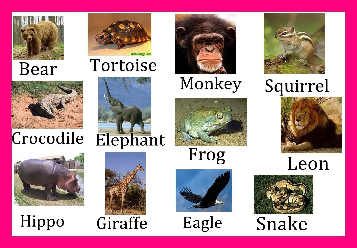 Leer y Aprender Juntos: Animales salvajes en ingles Leer y Aprender Juntos: Animales salvajes en ingles