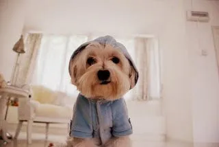 Legenda para fotos de cachorro - Imagui