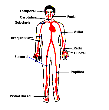 J3NN!!-J@V!!3R: sistema circulatorio