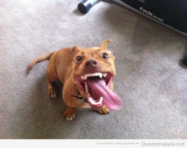 Lengua | ¡Qué animalada! | Las fotos, los vídeos y los gifs más ...
