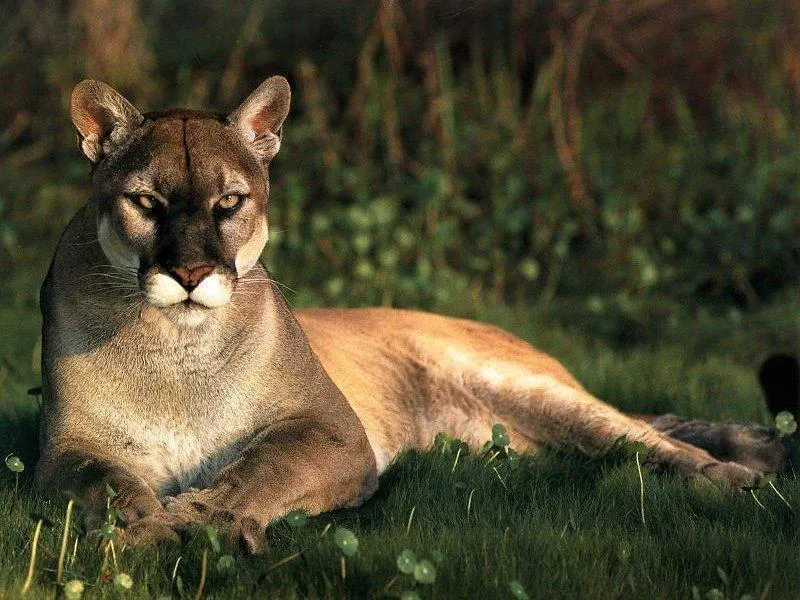 lenguaguarani: LEYENDA GUARANI: EL PUMA lenguaguarani: LEYENDA GUARANI: EL PUMA