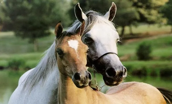El lenguaje de los caballos