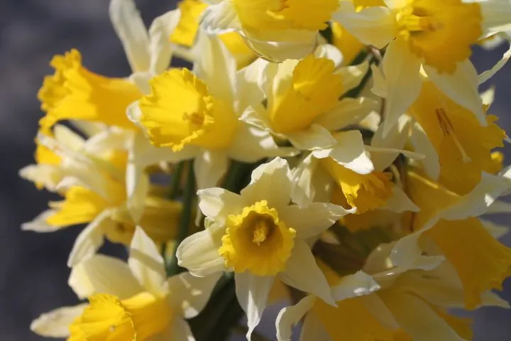EL LENGUAJE DE LAS FLORES | Blog de Angeles