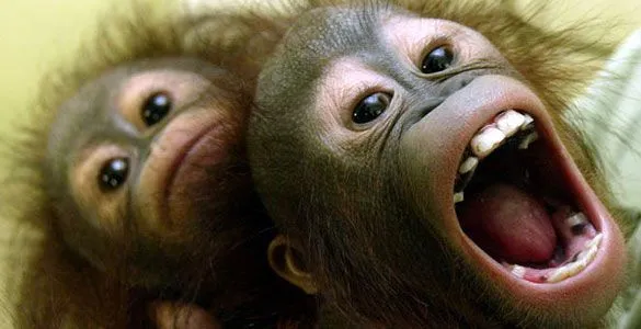 El lenguaje mudo de los orangutanes - RTVE.es El lenguaje mudo de los orangutanes - RTVE.es