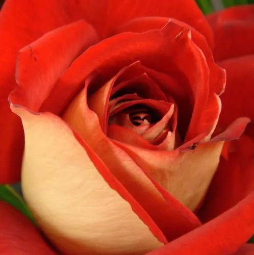 EL LENGUAJE DE LAS ROSAS*-. | Davidangelo87's Blog