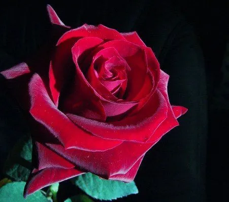 El lenguaje de las rosas | SobreFotos