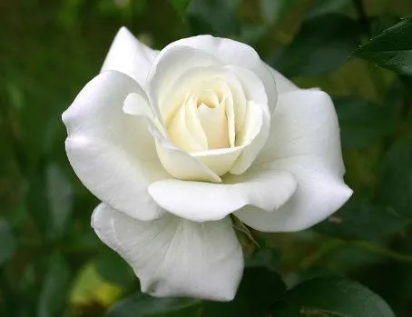 El lenguaje de las rosas | SobreFotos