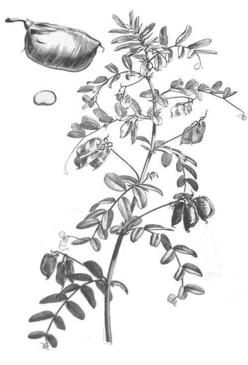 Lentejas, Lens culinaris