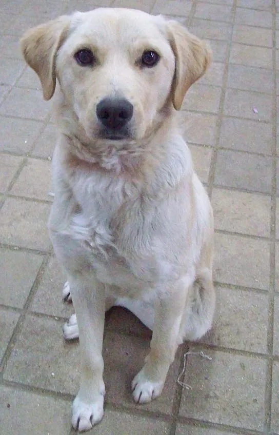 Leo es un cachorro cruce de labrador que se deprime en la ...