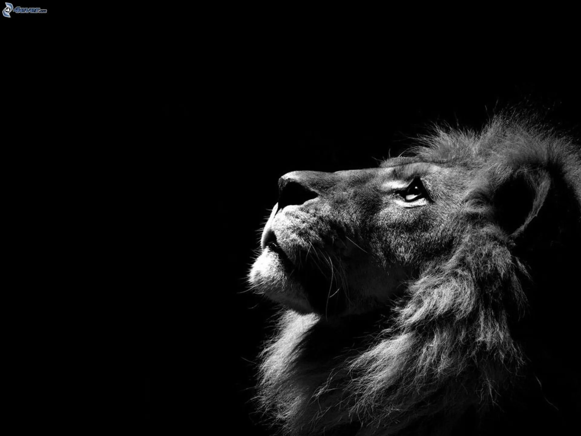 León