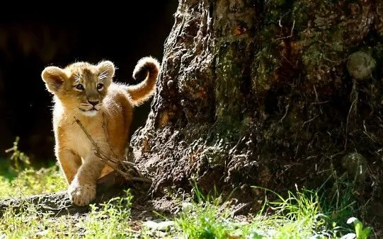 León Bebe - El fondo de escritorio perfecto está aquí. León Bebe - El fondo de escritorio perfecto está aquí.