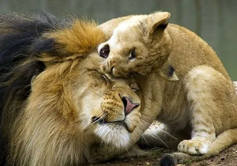 León bebé jugando con su papá_spanish.xinhuanet.com