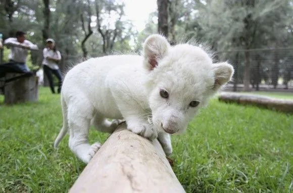 León blanco centro de atención en zoológico de México | Cubadebate León blanco centro de atención en zoológico de México | Cubadebate