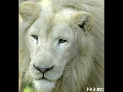 El Leon Blanco en peligro de extincion - YouTube