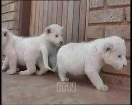 Leon Blanco - YouTube