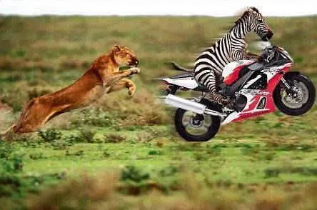 Los 10 animales más rapidos, inteligentes, venenosos, ect ...