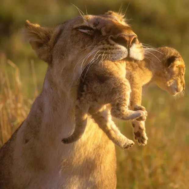 El León Se Come a la Gacela/Cebra” o La Falacia de la Ley Natural ... El León Se Come a la Gacela/Cebra” o La Falacia de la Ley Natural ...