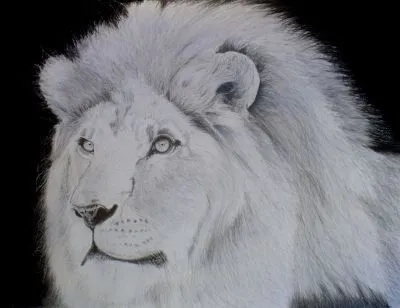 Dibujo de leon a lapiz - Imagui