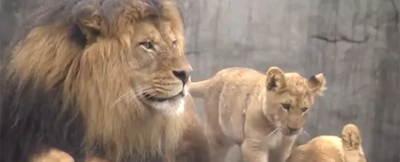 León se enoja con sus cachorros
