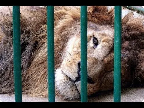 Leon Enojado del Chapo Guzman! (Lion Attack) - YouTube Leon Enojado del Chapo Guzman! (Lion Attack) - YouTube