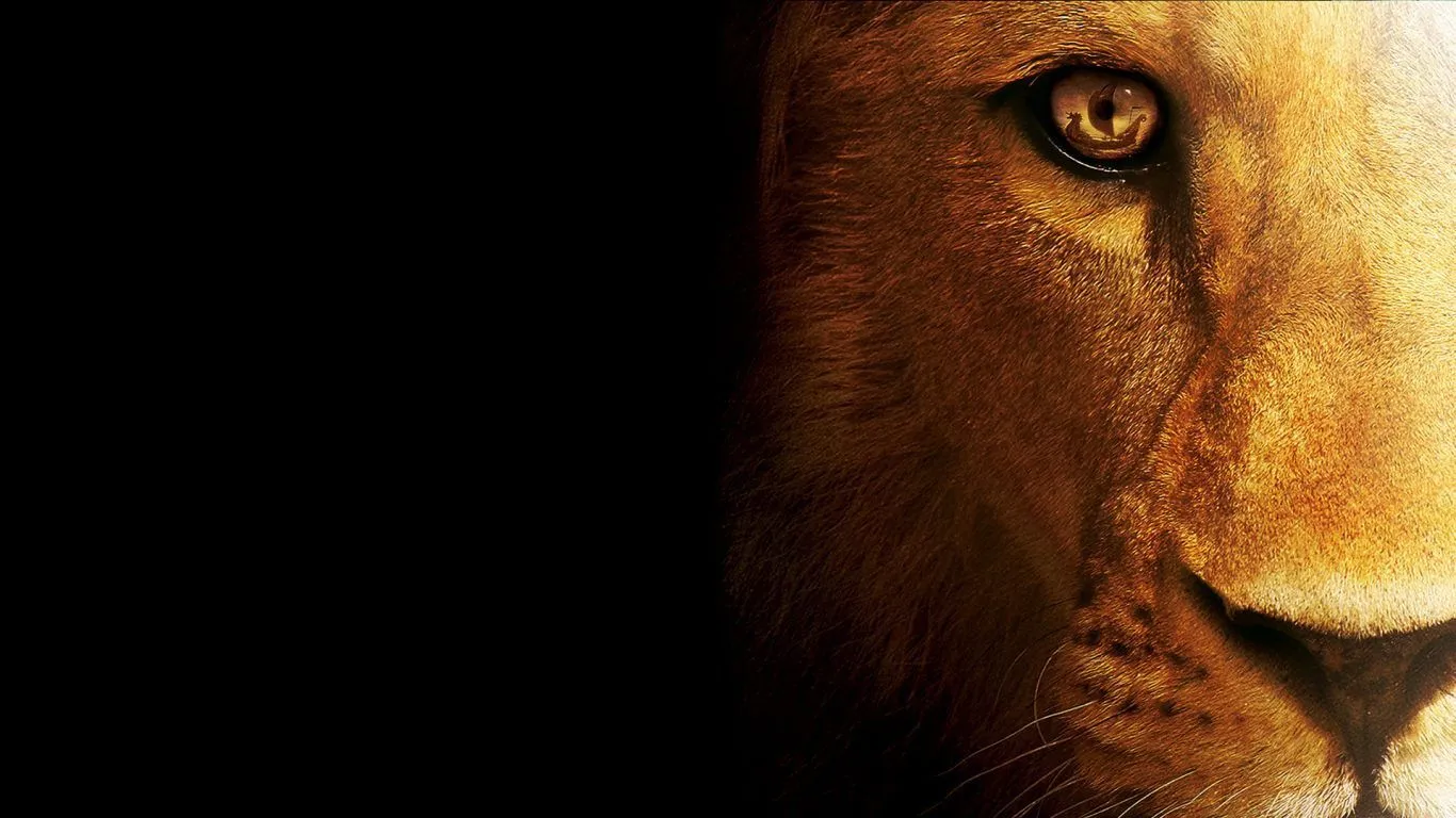 León HD - 1366x768 :: Fondos de pantalla y wallpapers León HD - 1366x768 :: Fondos de pantalla y wallpapers