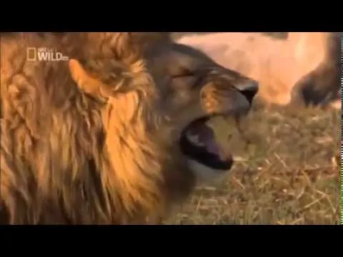 león llorando - YouTube