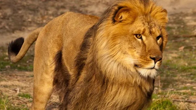 León mata a una mujer de 24 años — Telemundo Denver