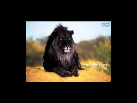 leon negro ¿ leyenda o realidad - YouTube