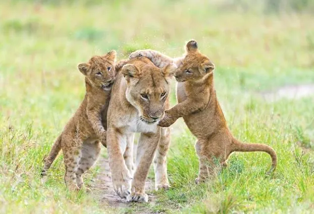 León salva a un cachorro de antílope de otro león | Animales en Video León salva a un cachorro de antílope de otro león | Animales en Video