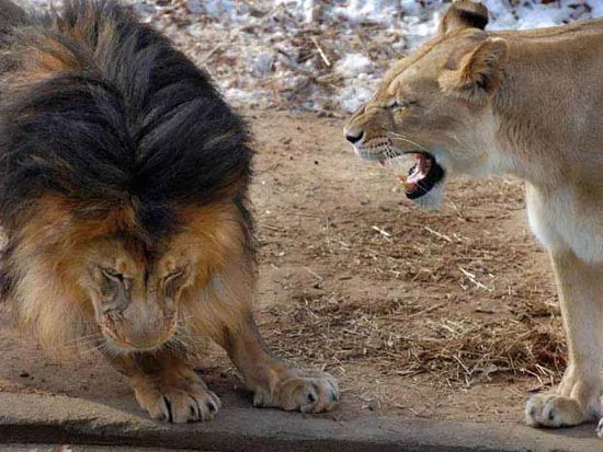 Leona abronca a León por pelearse con su cachorro / EcoInventos.com Leona abronca a León por pelearse con su cachorro / EcoInventos.com