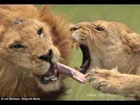 LEONA CONTRA LEON - YouTube