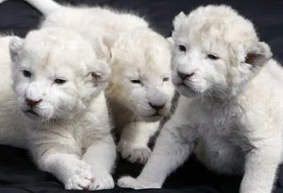 Leones bebés animados - Imagui
