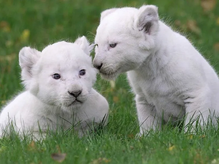 leones -bebes | cachorros | Pinterest
