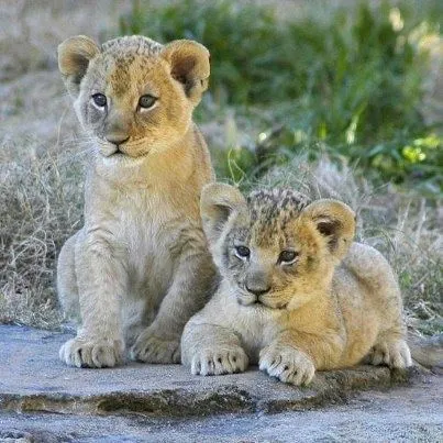 Leones bebes | Animals | Pinterest
