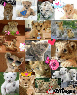 leones bebes Picture #106566254 | Blingee.
