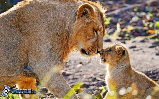 leones,-cachorro-166938.jpg