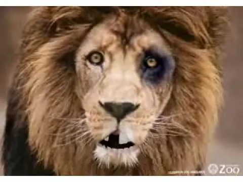 Leones del Caracas llorando porque los joden los Tigres de Aragua ... Leones del Caracas llorando porque los joden los Tigres de Aragua ...