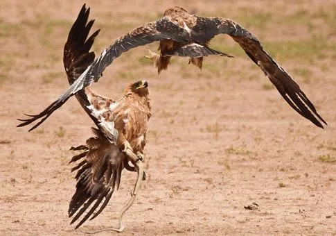 Leones cazando un elefante_spanish.xinhuanet.com