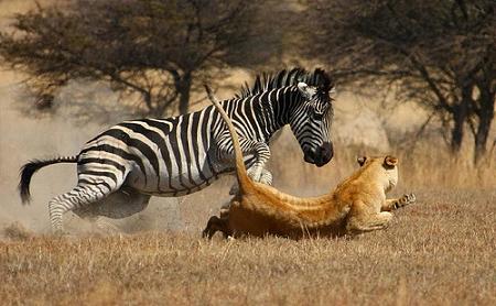 Leones cazando una jirafa | Animales en Video Leones cazando una jirafa | Animales en Video
