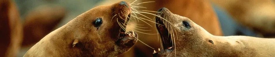 Tipos de leones marinos | LEONMARINOPEDIA