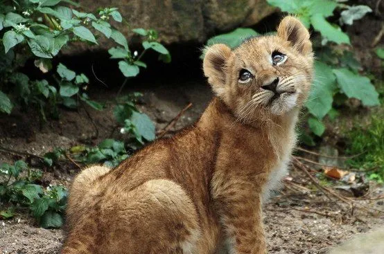 LEONES EN PELIGRO DE EXTINCIÓN Y VIDEO CON KEVIN RICHARDSON ... LEONES EN PELIGRO DE EXTINCIÓN Y VIDEO CON KEVIN RICHARDSON ...