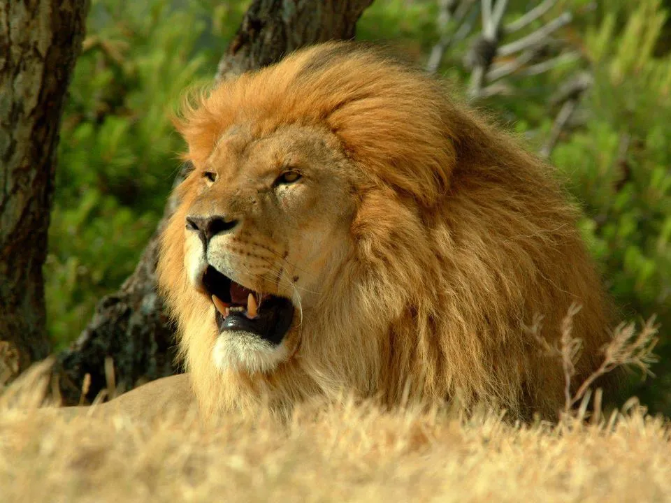 LEONES EN PELIGRO DE EXTINCIÓN Y VIDEO CON KEVIN RICHARDSON ...
