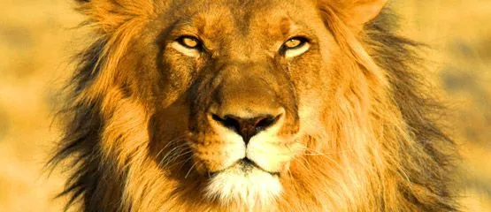 leones rugiendo de frente - Buscar con Google | Leones | Pinterest ... leones rugiendo de frente - Buscar con Google | Leones | Pinterest ...