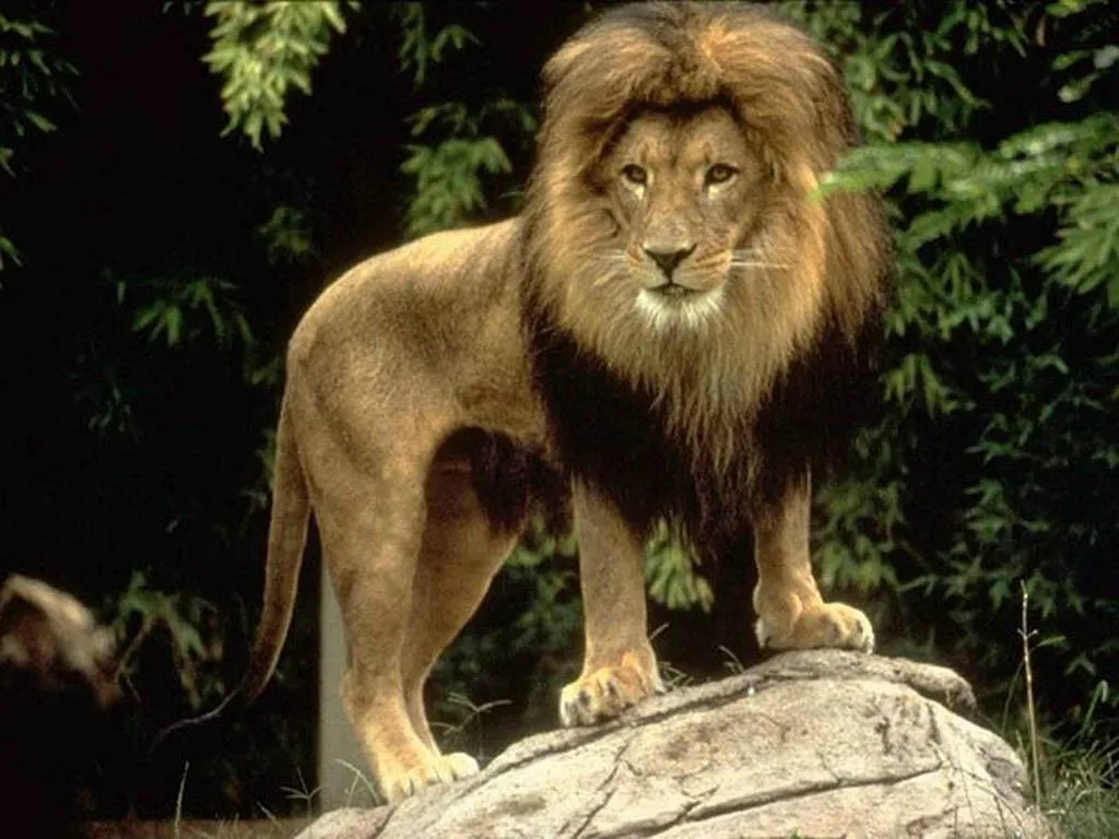 Leones siguen en la cima, definitivamente este es otro equipo ... Leones siguen en la cima, definitivamente este es otro equipo ...
