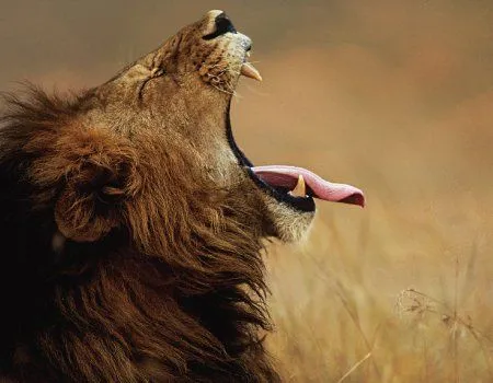 Fondos de pantalla de leones. Wallpapers. Fondos de escritorio. Fondos de pantalla de leones. Wallpapers. Fondos de escritorio.
