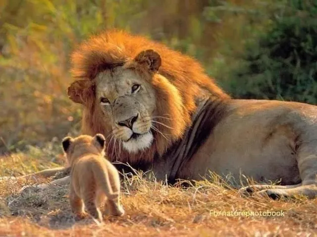 Fondos de Escritorio de Leones, Leopardos y Tigres | BloggerGifs Fondos de Escritorio de Leones, Leopardos y Tigres | BloggerGifs