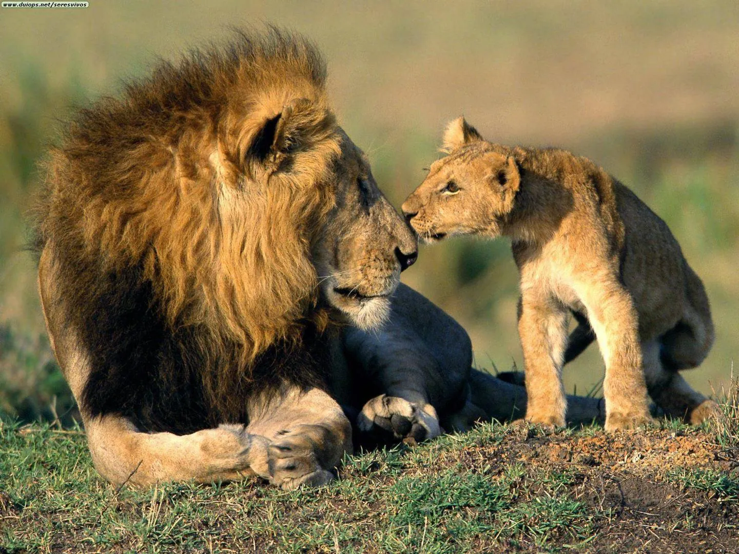 leones-wallpaper-10 - LOS DISCIPULOS DE YAHSHUA DE NAZARET - Gabitos