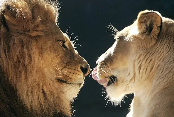 EL LEON:Longuitudes y medidas, pesos ybalences... EL LEON:Longuitudes y medidas, pesos ybalences...